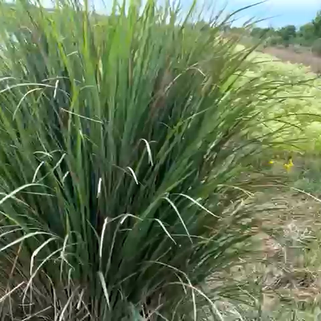 Campo y pastizal en Entre Ríos — contexto de bombeo solar · Proyecto Nº 3 Genera Tu Energía